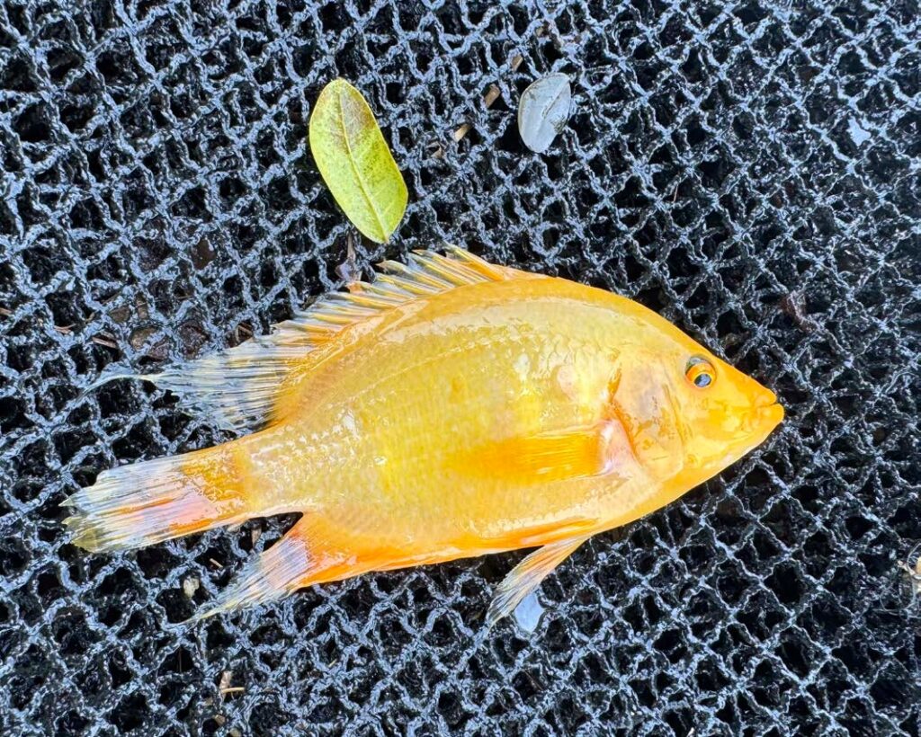 Escaped flowerhorn fish threaten Laguna biodiversity, pose potential public health risks